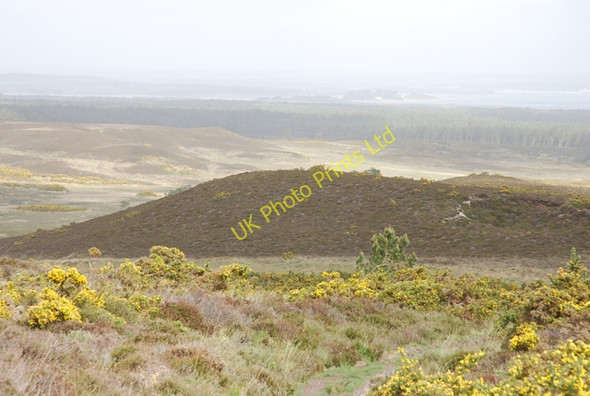 Photo 6"x4" Godlingston Heath Studland c2007