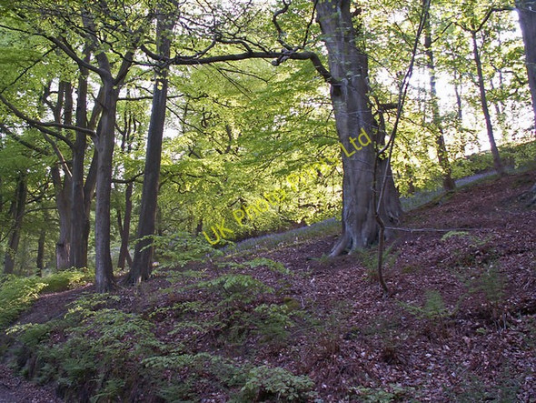 Photo 6"x4" Beech and Bluebells in Lee Wood, Hebden Bridge Hebden Bridge c2007