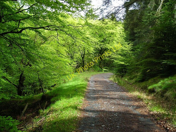 Photo 6"x4" Track in Kirroughtree Forest Minnigaff c2007