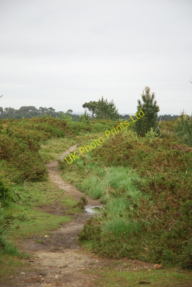 Photo 6"x4" Path across Canford Heath Alderney c2007