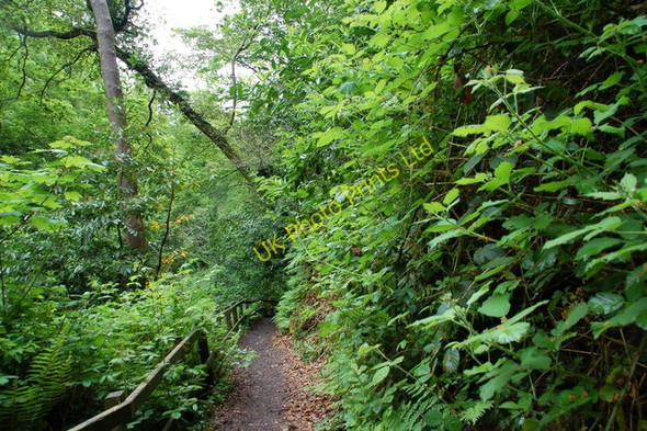 Photo 6"x4" Crawfordsburn Glen near Bangor (5) Crawfordsburn c2007