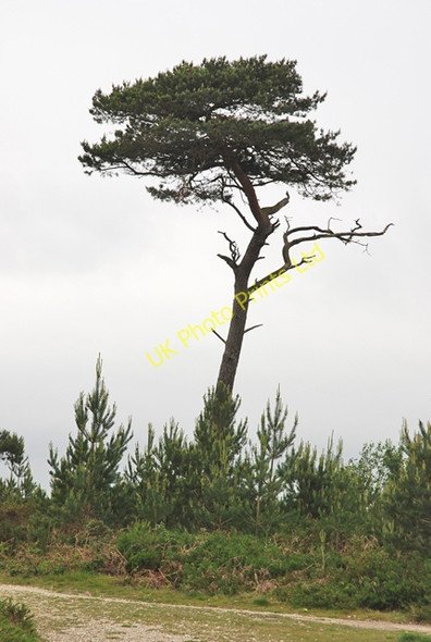 Photo 6"x4" Tall tree on Canford Heath Alderney c2007