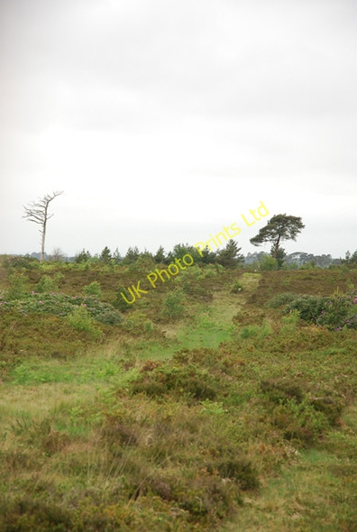 Photo 6"x4" Canford Heath Nature Reserve Alderney c2007
