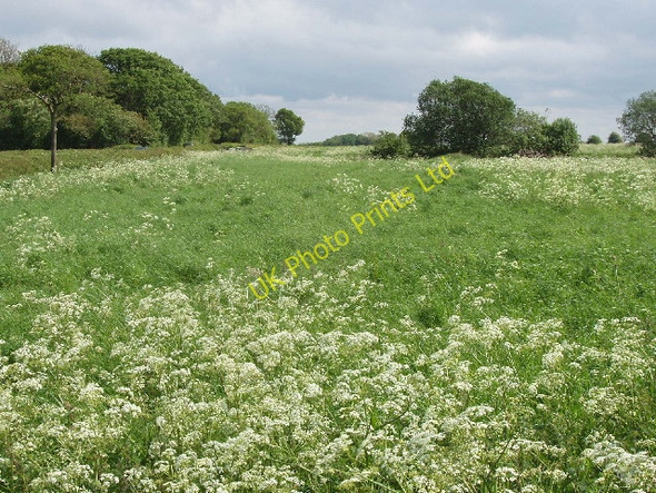 Photo 6"x4" Grass field with cow parsley by the Wing Road Burcott\/SP8723 c2007