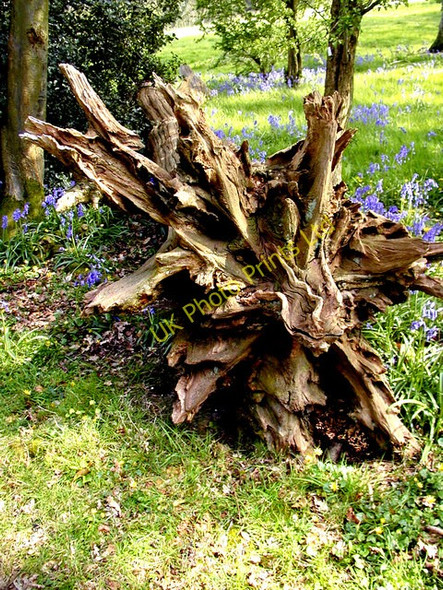 Photo 6"x4" Weathered tree stump near Hambledon Hambledon\/SU6414 c2002