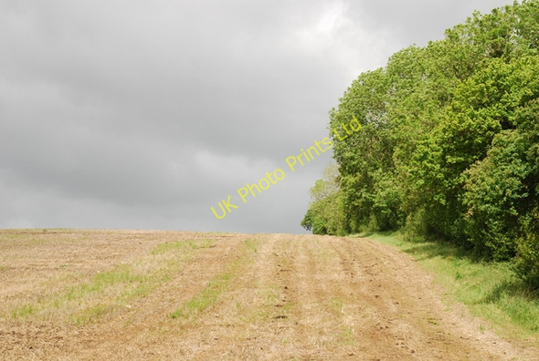 Photo 6"x4" Edge of Whatcombe Wood Higher Whatcombe c2007