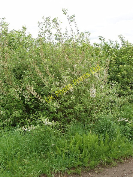 Photo 6"x4" Small willow by bridleway Nearton End c2007