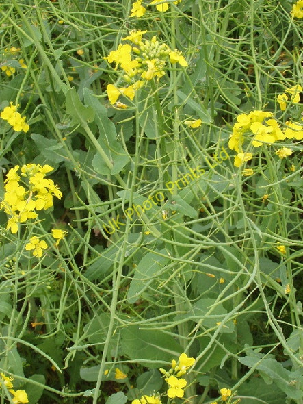 Photo 6"x4" Oil seed rape, seed pods developing. Nearton End c2007