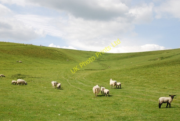 Photo 6"x4" Ibberton Long Down Turnworth c2007