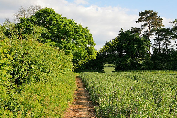 Photo 6"x4" Footpath east of Dean House, Kilmeston Kilmeston c2007
