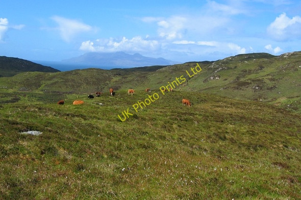 Photo 6"x4" Cattle at Aird of Sleat Aird \/An \u00c0ird c2007