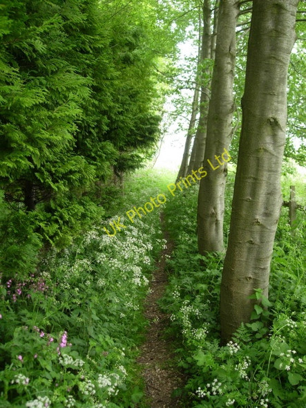 Photo 6"x4" The Wolds Way on the edge of Settrington Wood North Grimston c2007