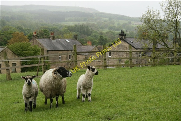 Photo 6"x4" Ewe and lambs, Summerbridge Summerbridge c2007