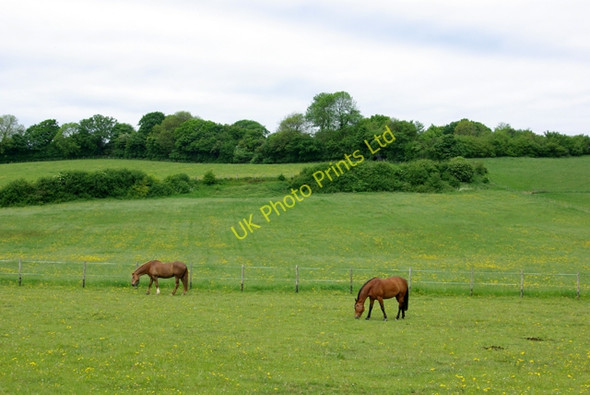 Photo 6"x4" Horses grazing Elham c2007
