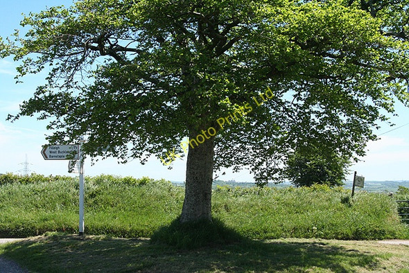 Photo 6"x4" Chittlehampton: Lerwell Beech Tree Cross Furze\/SS6426 c2007
