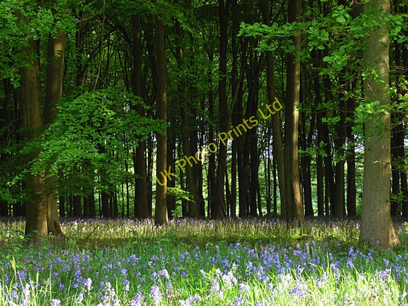 Photo 6"x4" Micheldever Wood East Stratton c2007