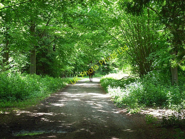 Photo 6"x4" Track, Great Perham Copse Great Shoddesden c2007