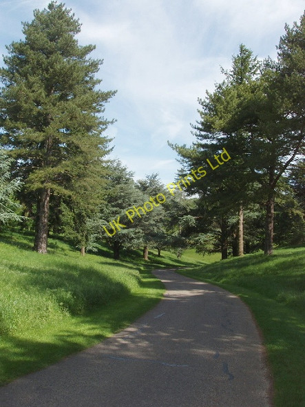 Photo 6"x4" Conifers by park road at Blenheim Woodstock\/SP4416 c2007