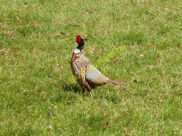 Photo 6"x4" Cock pheasant, Blenheim Great Park Woodstock\/SP4416 c2007