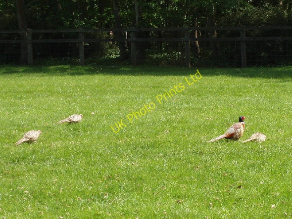 Photo 6"x4" Pheasants in Blenheim Great Park Woodstock\/SP4416 c2007