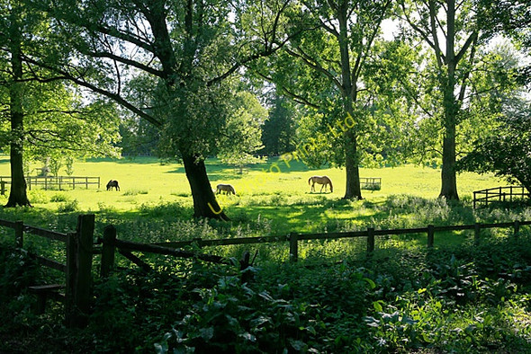 Photo 6"x4" Fields and horses northwest of Dean House, Kilmeston Kilmeston c2007