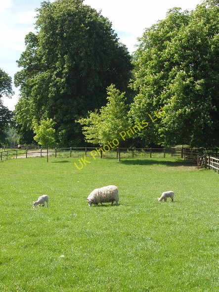Photo 6"x4" Sheep and lambs, Blenheim Great Park Woodstock\/SP4416 c2007
