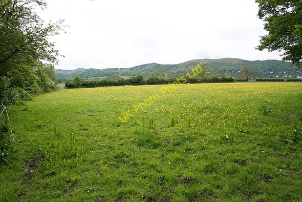 Photo 6"x4" Buttercup Pasture Marl Bank c2007