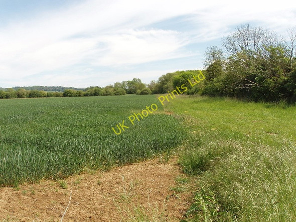 Photo 6"x4" Wheat field near Stanton Harcourt West End\/SP4204 c2007