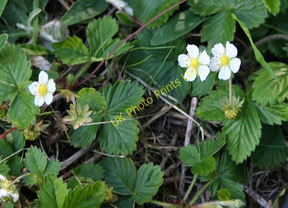 Photo 6"x4" Wild Strawberry near Berrington's Quarry Brand Green\/SO7641 c2007
