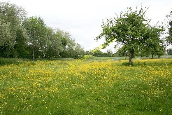 Photo 6"x4" Buttercup Meadow Marl Bank c2007