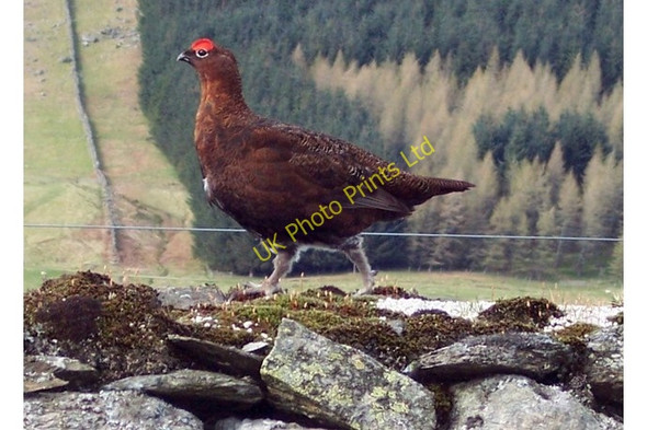 Photo 6"x4" Red Grouse (Lagopus lagopus scoticus) Amulree c2005
