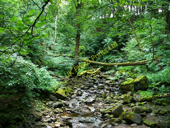 Photo 6"x4" Mill Gill, near Askrigg Grange\/SD9391 c2006