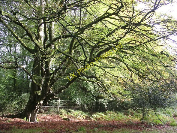 Photo 6"x4" Twisted beech tree on the edge of the Coppice of Linwood, New Forest Upper Canterton c2005