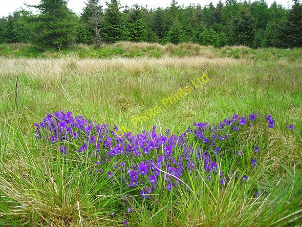 Photo 6"x4" Violets Near East Browncastle Gilmourton c2007