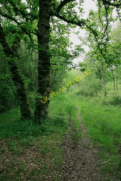 Photo 6"x4" Footpath through Flagpond Copse Lee Ground c2007