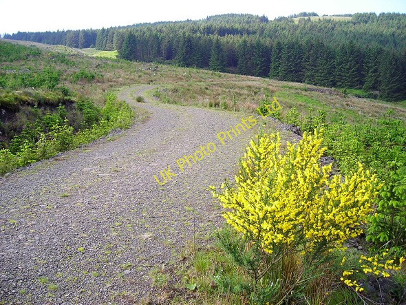 Photo 6"x4" Forest Track Near Garrel Hill Balmalloch\/NS7078 c2007