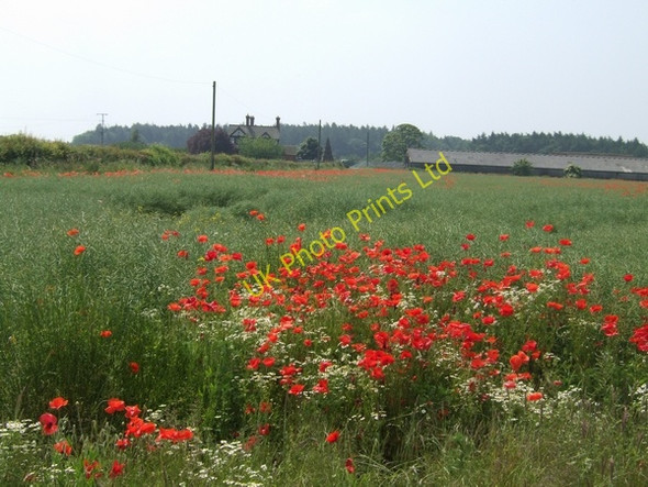 Photo 6"x4" Poppies in the Rape Field Tong\/SJ7907 c2007