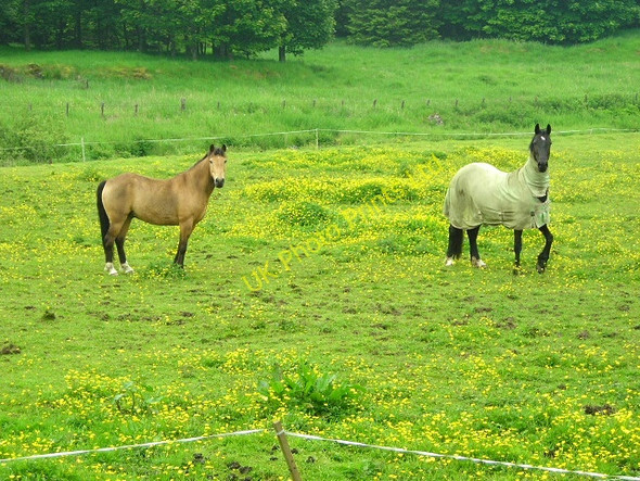Photo 6"x4" Horses and Buttercups in Carron Valley High Banton c2007