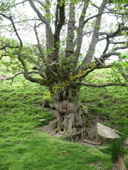 Photo 6"x4" Pollarded Alder at Arngill. Keld\/NY8901 c2007