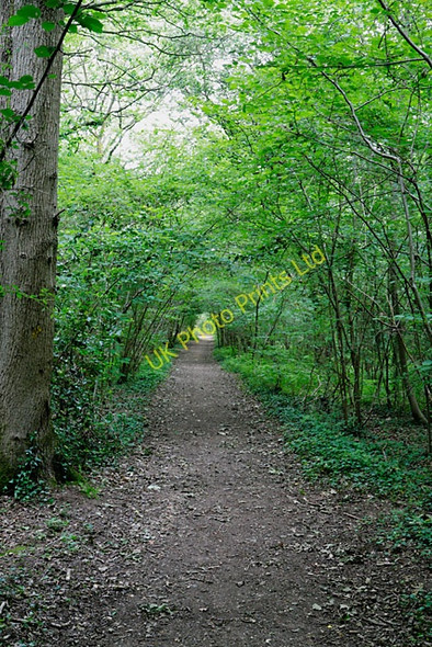 Photo 6"x4" Footpath through Swanwick Wood Burridge\/SU5110 c2007