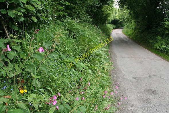 Photo 6"x4" Twitchen:  lane near Headgate Twitchen\/SS7830 c2007