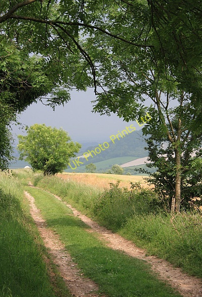 Photo 6"x4" Looking towards the South Downs Way over Cocking Down Cocking c2007
