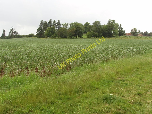 Photo 6"x4" Bean field by Eythrope Park Stone\/SP7812 c2007