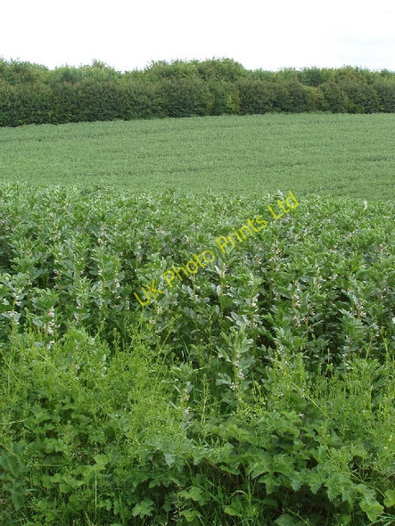 Photo 6"x4" Field of broad beans Upper Winchendon c2007
