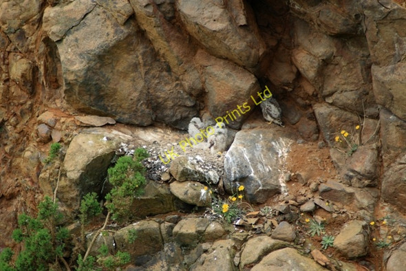 Photo 6"x4" Kestrel Chicks, Cliff Rigg Quarry Great Ayton c2007