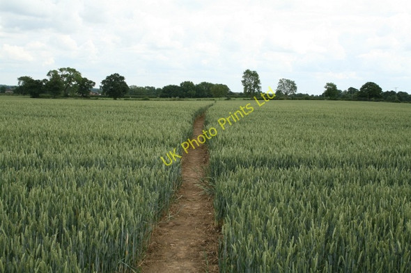 Photo 6"x4" Footpath Through the Corn. Bilbrough c2007