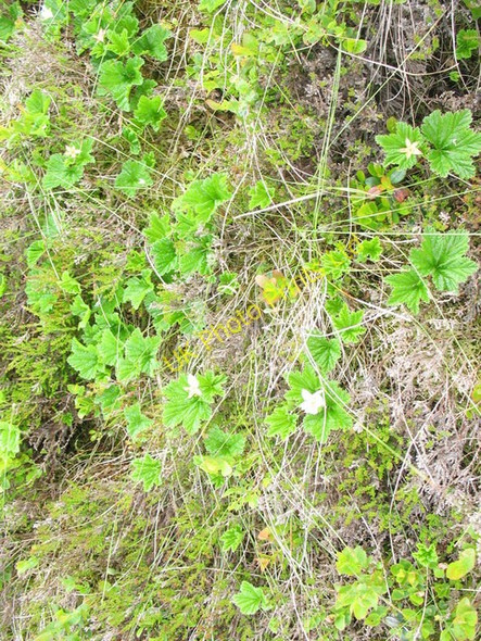Photo 6"x4" Cloudberry in flower Trawsnant\/SJ0735 c2007