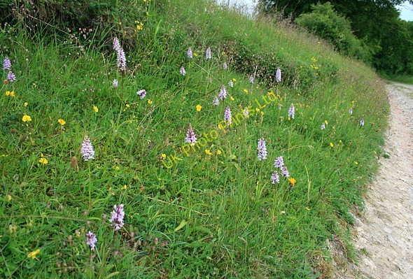 Photo 6"x4" Common spotted orchids (dactylorhiza fuchsii) East Woodhay c2007