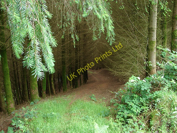 Photo 6"x4" Track into Coed Rhiwgriafol Tal-y-Wern c2007
