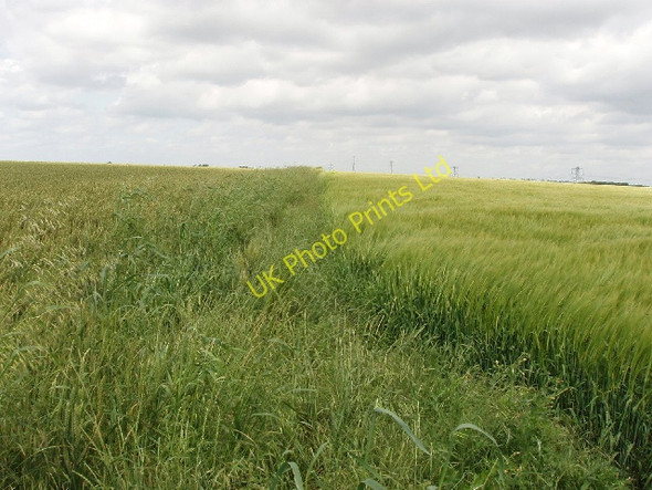 Photo 6"x4" Wheat and barley Stagsden West End c2007